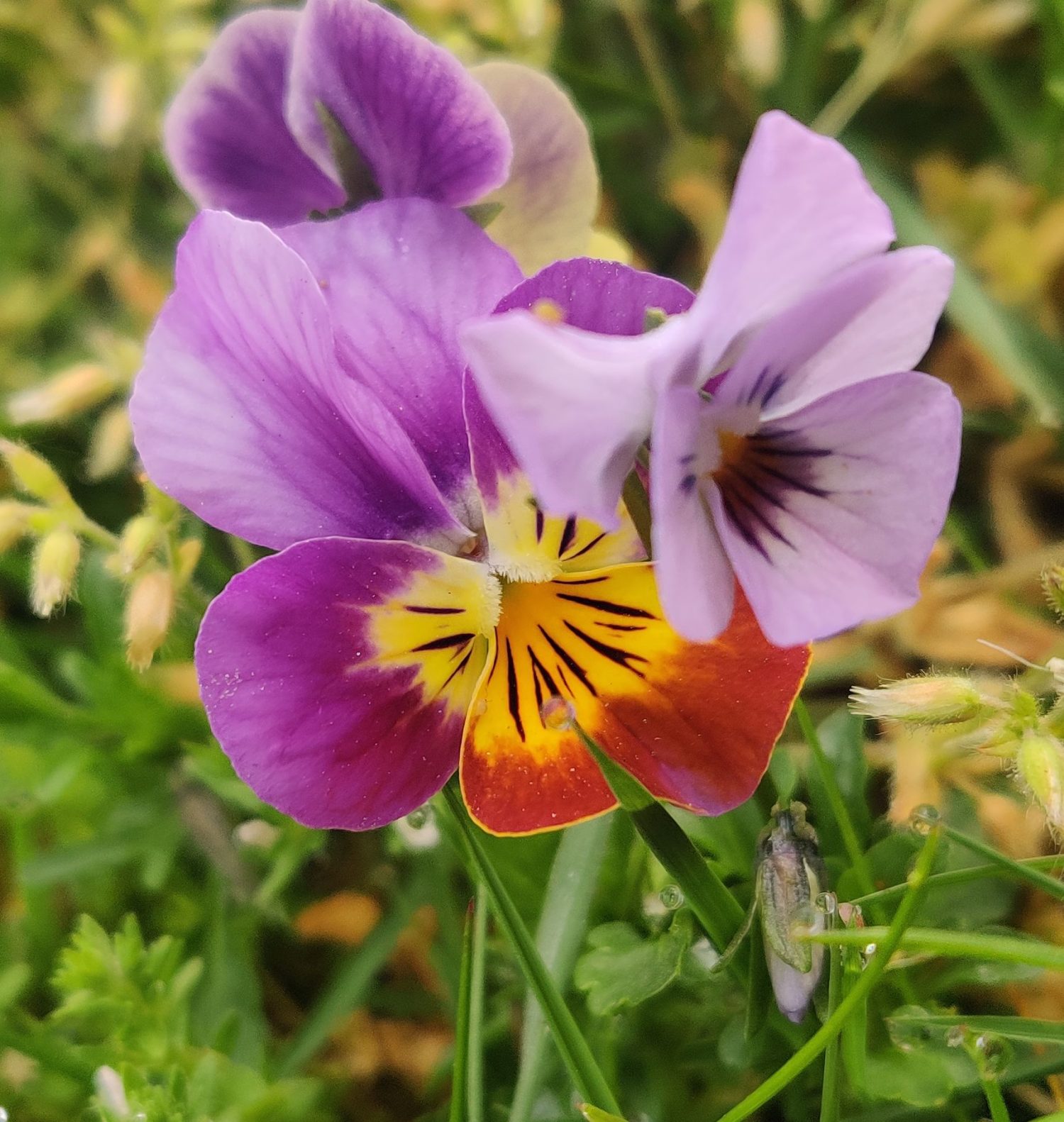 Regressietherapie De Praktyk