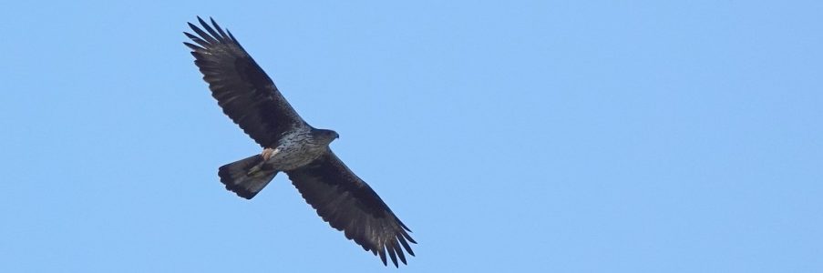 Psychosomatische Kinderfysiotherapie