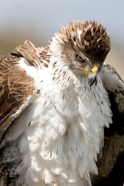 Aquila fasciata 21, Havikarend, Saxifraga-Bart Vastenhouw